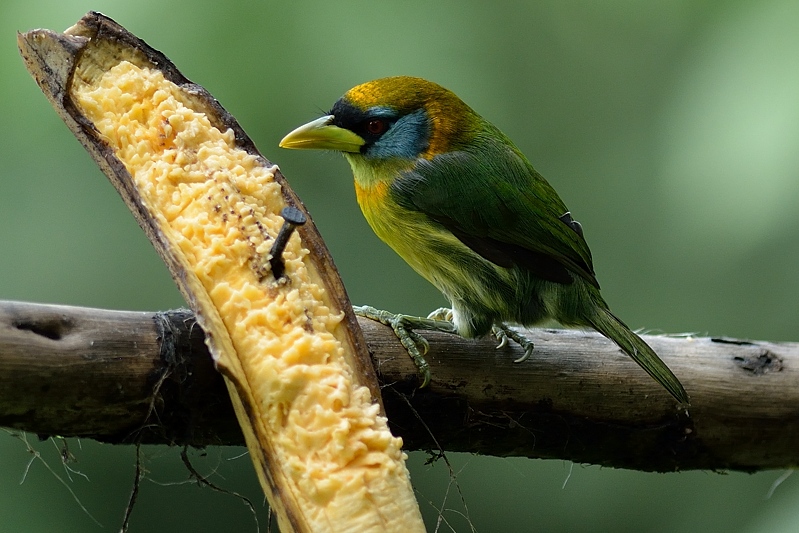 Roodkopbaardvogel